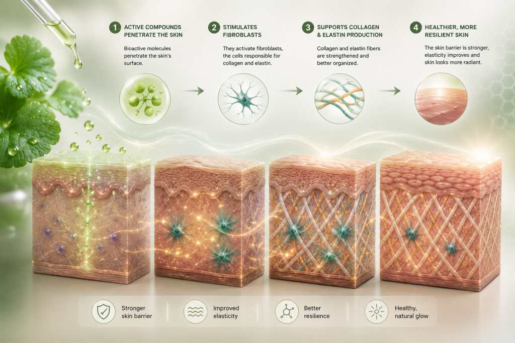 Could Centella asiatica Be the Missing Link Between Healthy Skin and Longevity?