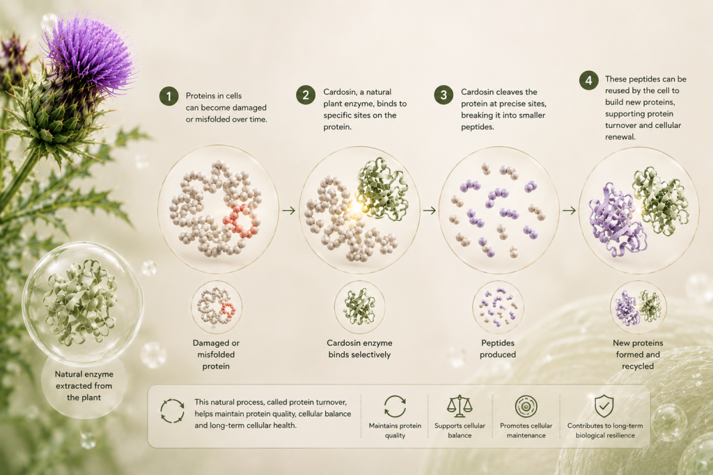 Cardosine: What Longevity Research Reveals About This Plant Enzyme